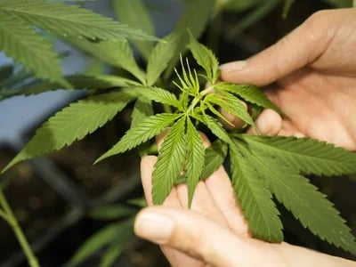 CBD OG Kush Highlights: Green Leaf Store EU's Dedication to Exceptional Medicinal Products