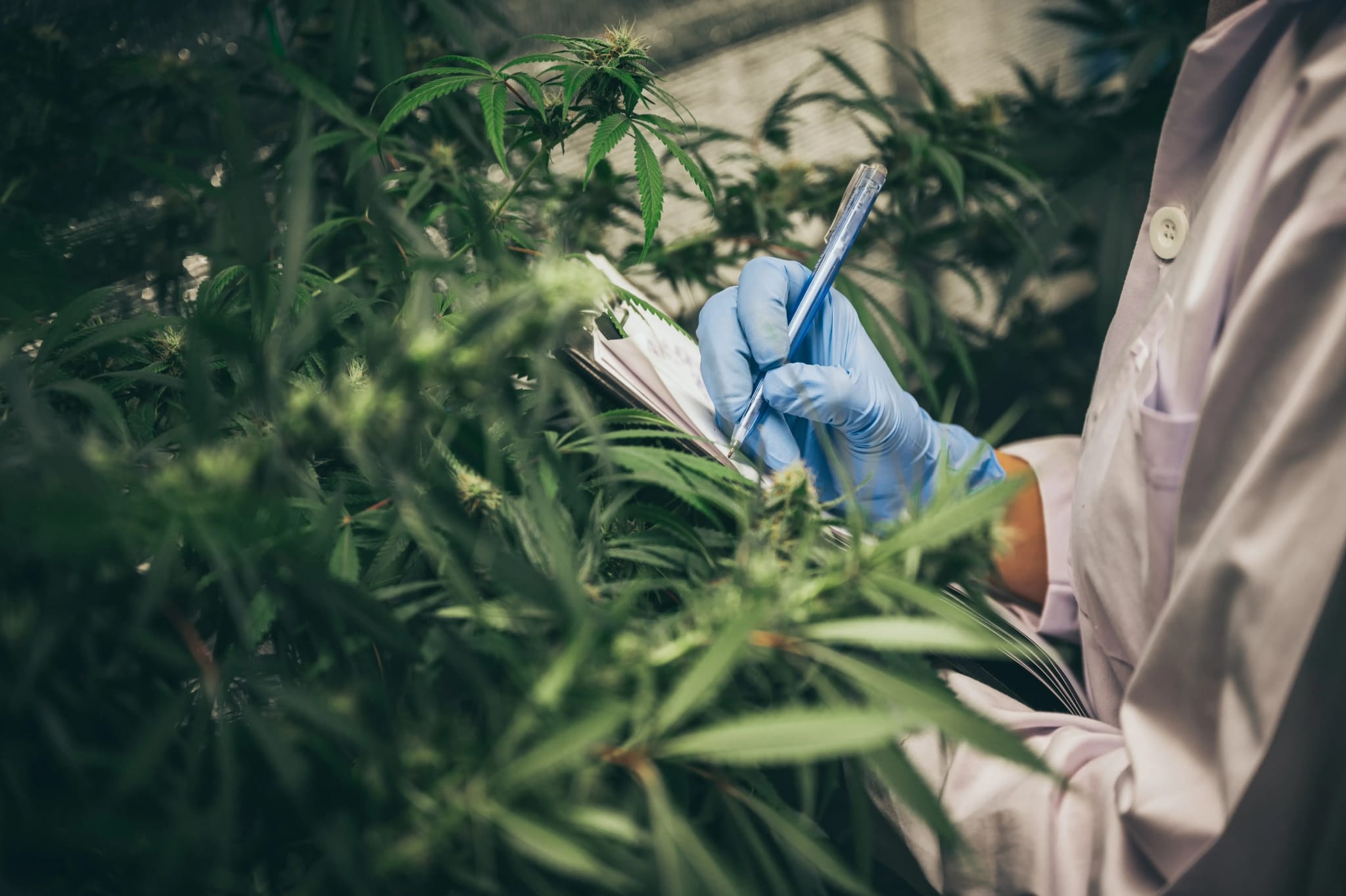 Premium U.S. Cannabis Store: Fast Shipping When You Buy Marijuana Online