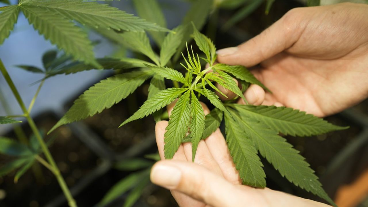 CBD OG Kush Highlights: Green Leaf Store EU's Dedication to Exceptional Medicinal Products