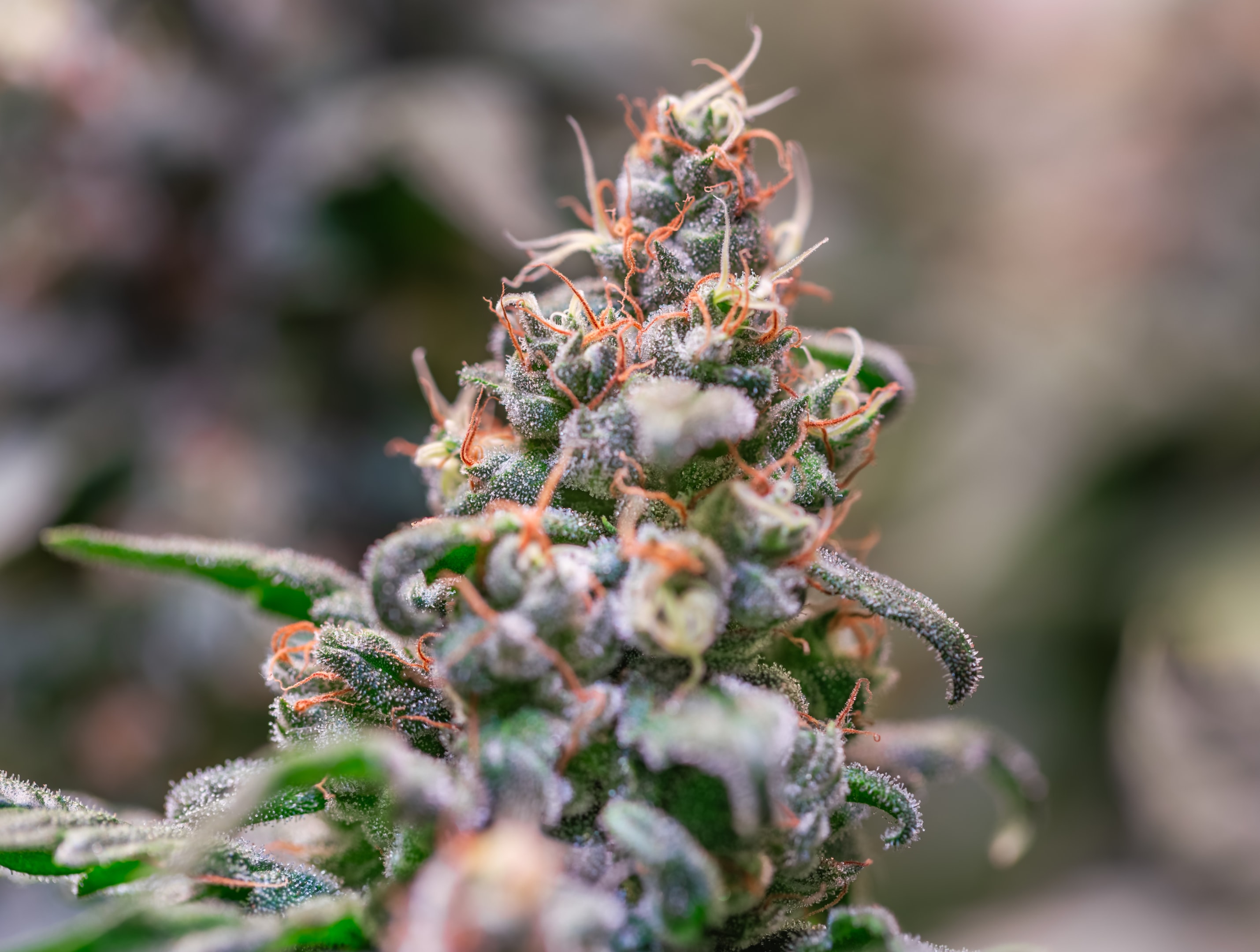 Visit the Best Online THC Shop – Find Delta 8, Delta 9, CBD, and THCa at Delta 8 THC Austin