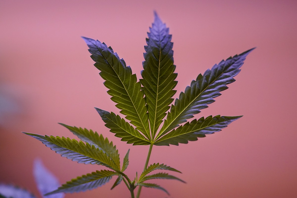 Buy Cannabis Extracts Online – Fast Dispatch of Potent Oils, Dabs & Concentrates