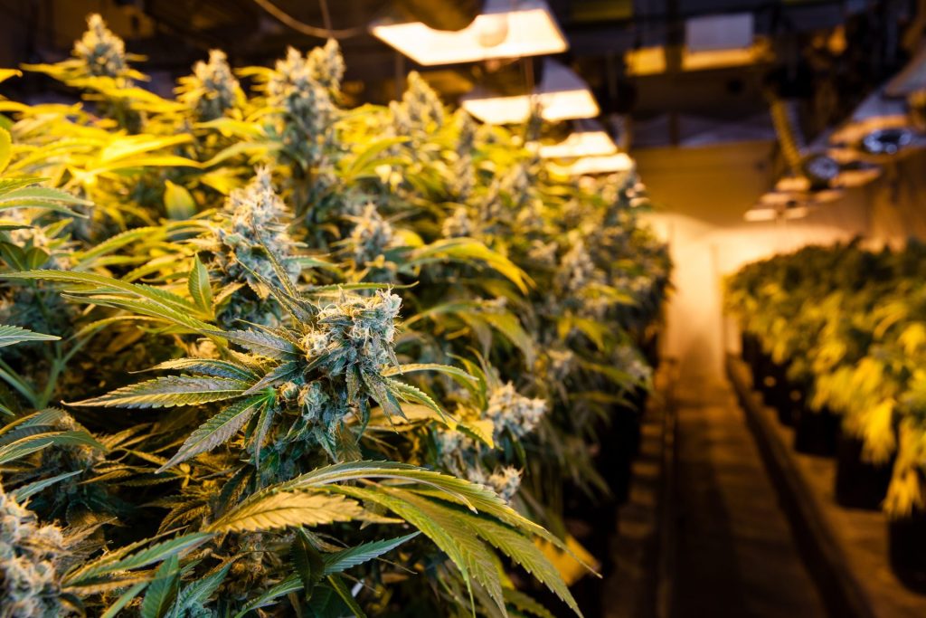 Halifax Bud Express: Your Source for Indica, Sativa, and Hybrid Strains Chosen for Excellence