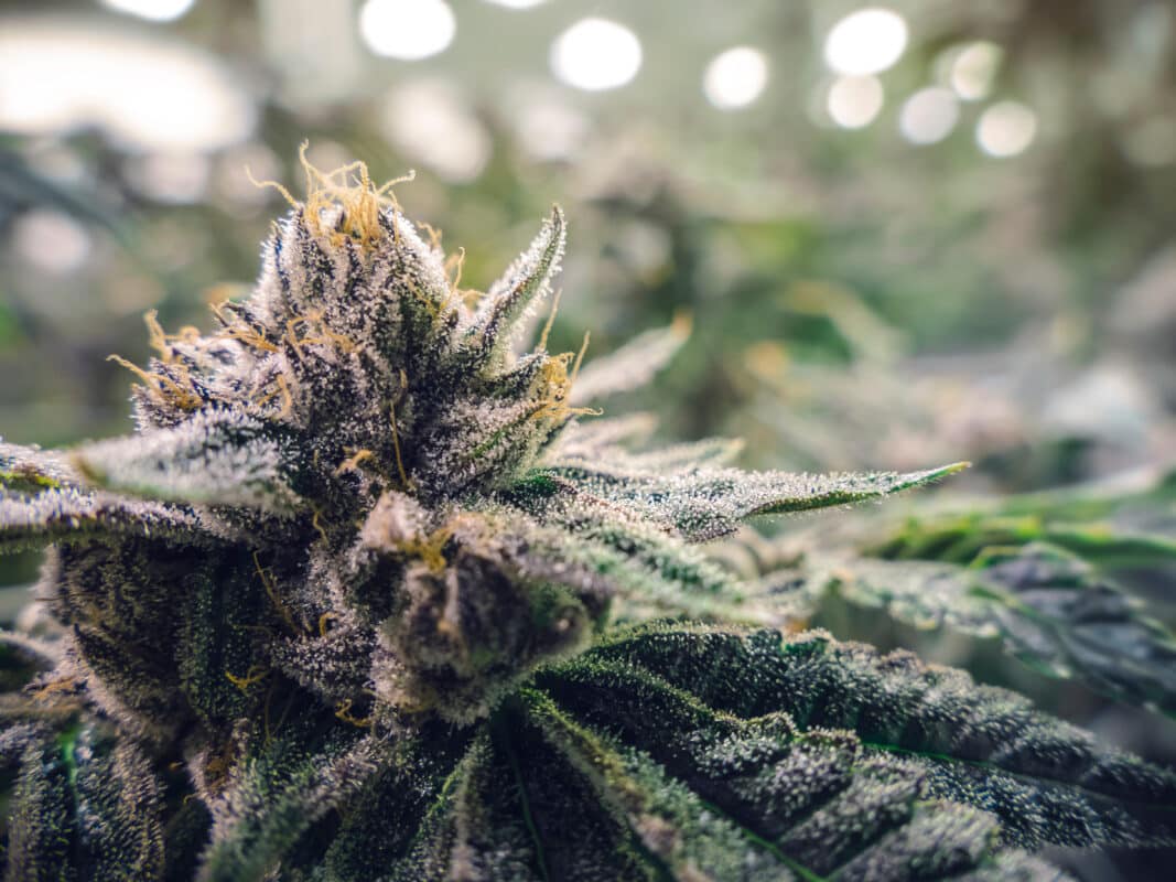 Buy thca Products Online Anytime at Delta 8 THC Austin – Trusted Nationwide Shipping