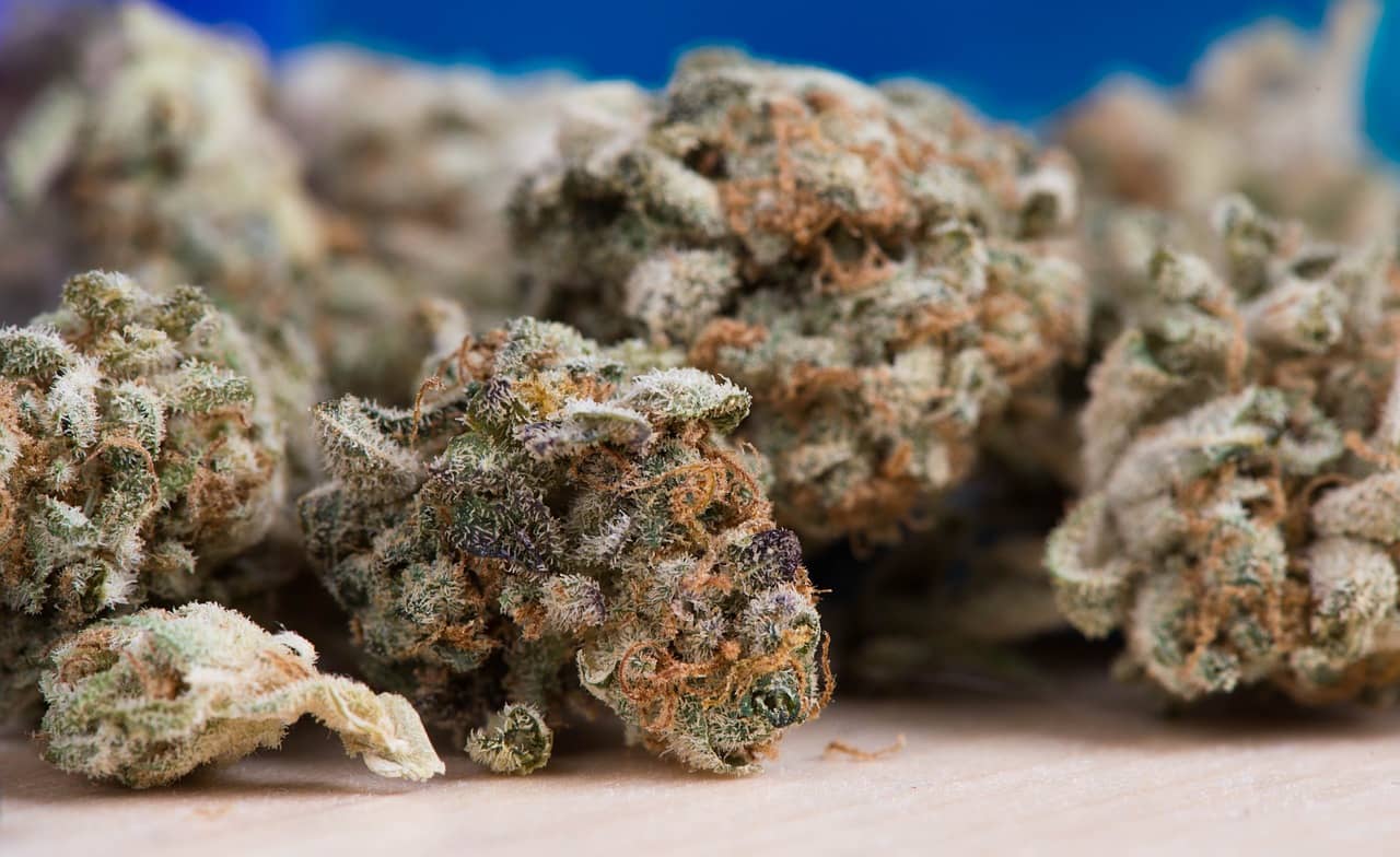 Euro Weed Clinic Lifestyle: Excellence & Quality for Those Who Buy Marijuana Online Europeand