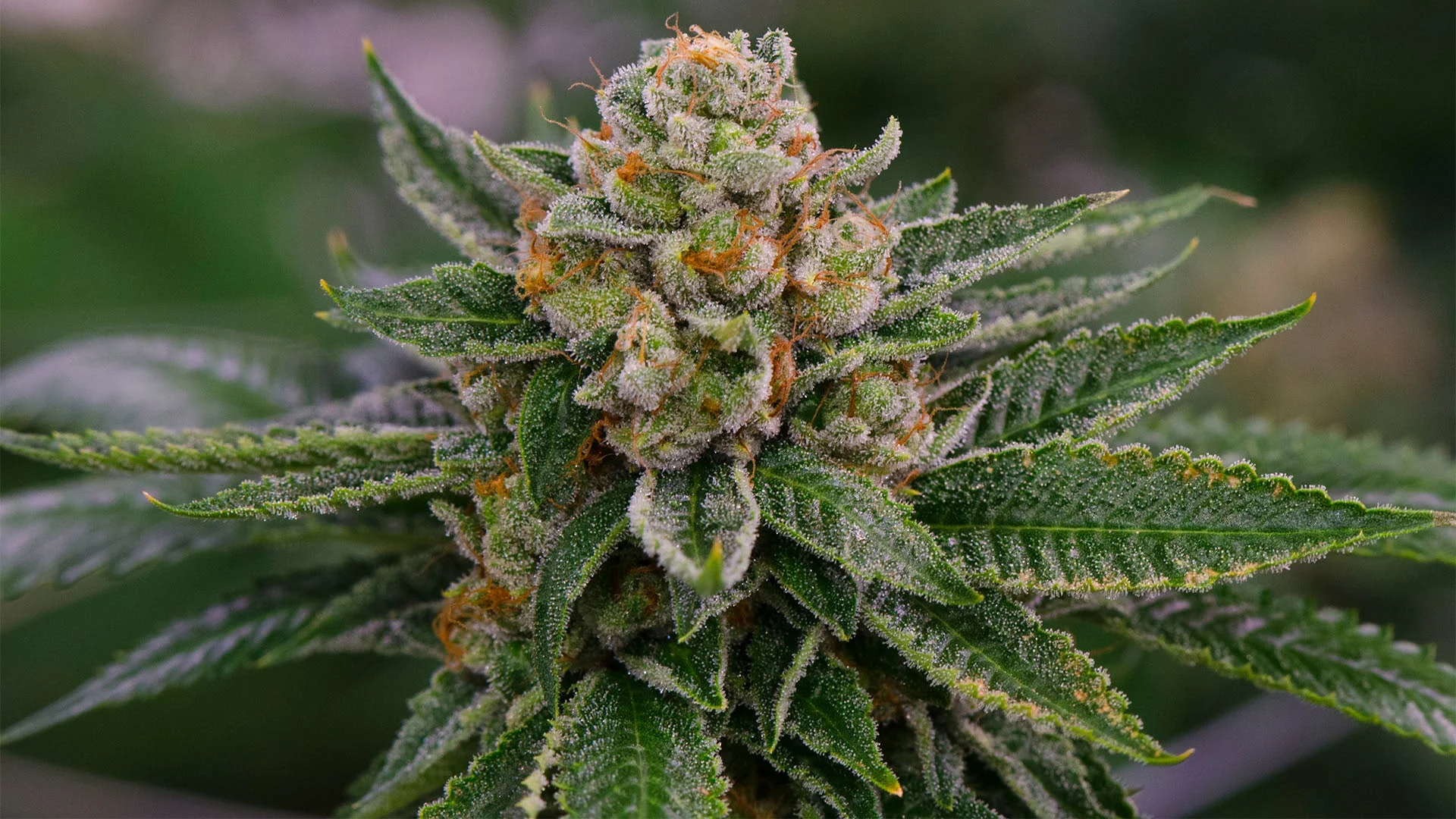 CBD shop France – Votre boutique en ligne pour des fleurs et résines CBD premium avec livraison rapide et sécurisée en France