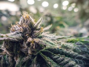 Macro Detailed Texture Trichromes on Marijuana Bud Growing at Indoor Warehouse